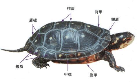 烏龜身體部位